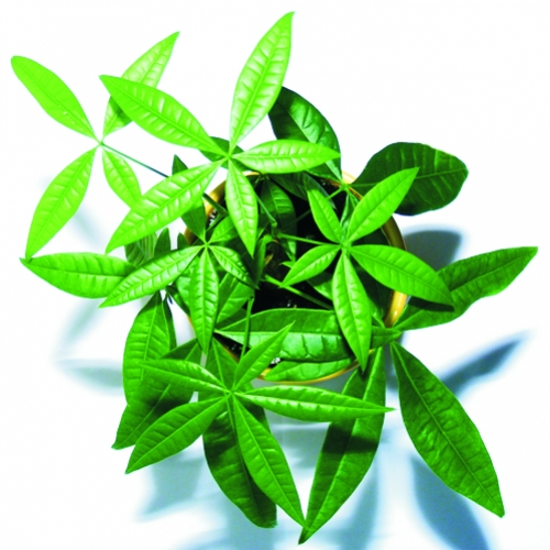 O uso medicinal das plantas